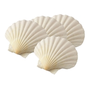 Natural Scallop Shell Set